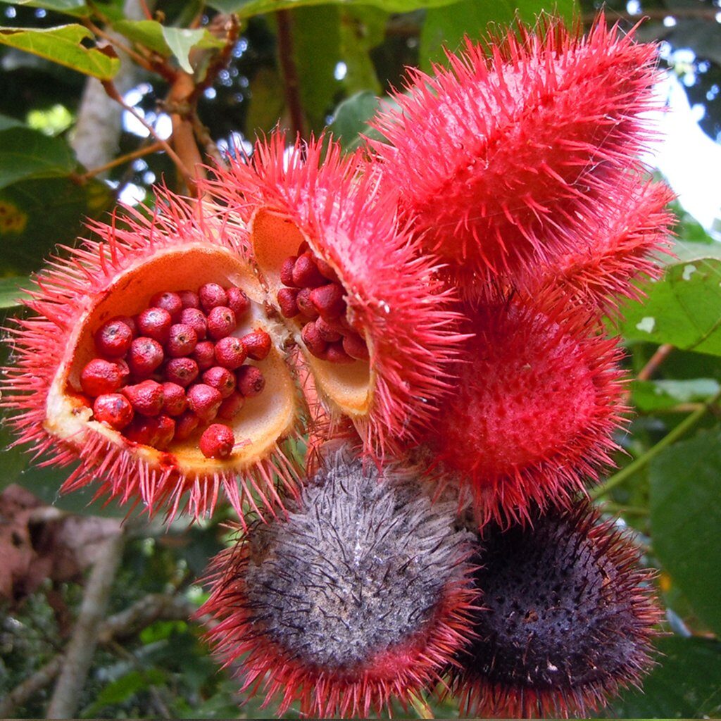 This image has an empty alt attribute; its file name is annatto-fruit-1024x1024.jpg